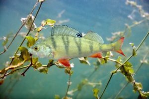 Flußbarsch im Wasser