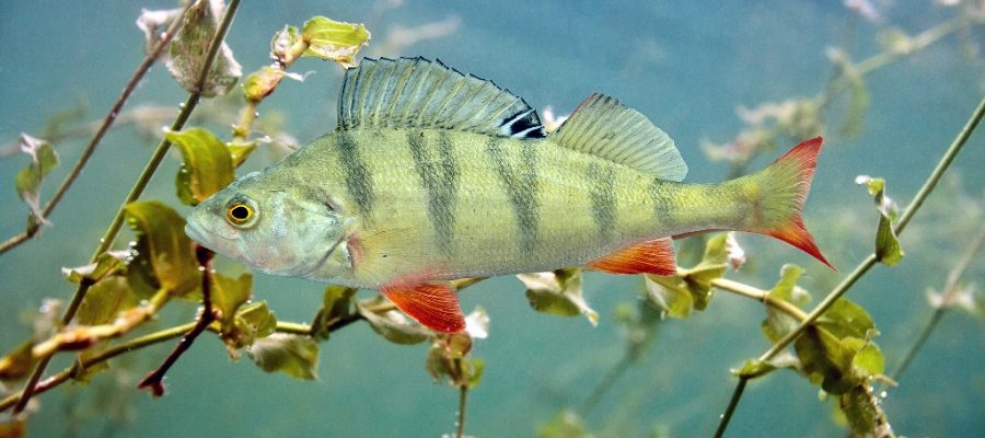 Flußbarsch im Wasser