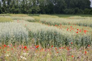 Weizenfeld mit Mohn und Kornblumen