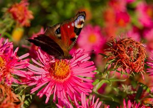 Tagpfauenauge auf rosa Astern