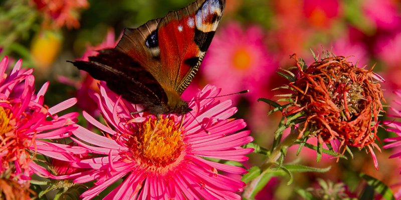 Tagpfauenauge auf rosa Astern