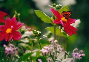 Admiral-Schmetterling auf roter Dahlienblüte