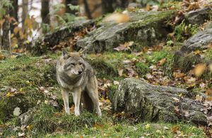Einsamer Wolf im Wald