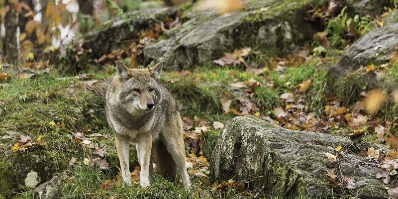 Einsamer Wolf im Wald