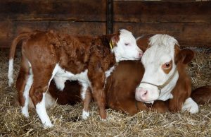 Mutterkuh mit Kalb im Stall