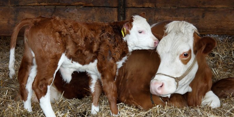 Mutterkuh mit Kalb im Stall