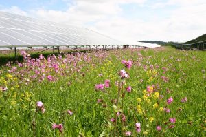 Artenreiche Blumenwiese inmitten eines Solarfelds