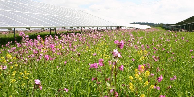 Artenreiche Blumenwiese inmitten eines Solarfelds