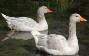 Zwei Bayerische Landgänse