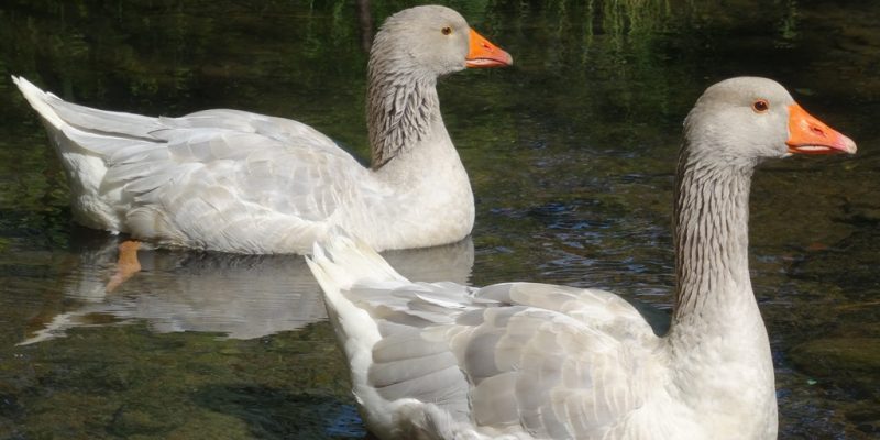 Zwei Bayerische Landgänse