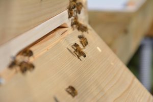 Buckfrastbienen im Eingang des Bienenstocks