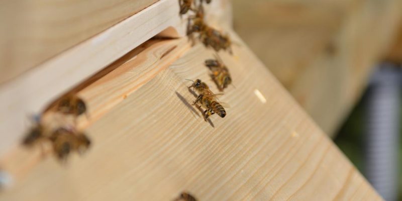 Buckfrastbienen im Eingang des Bienenstocks