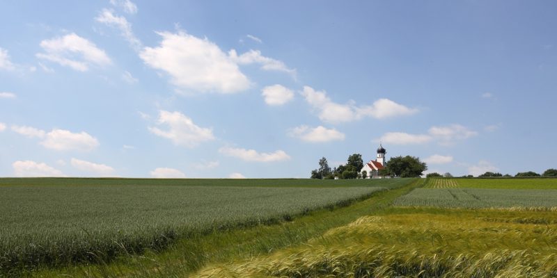 Kirche St. Wolfgang bei Landshut inmitten grüner Weizenfelder