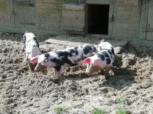 Drei schwarzbunte Bentheimer Ferkel
