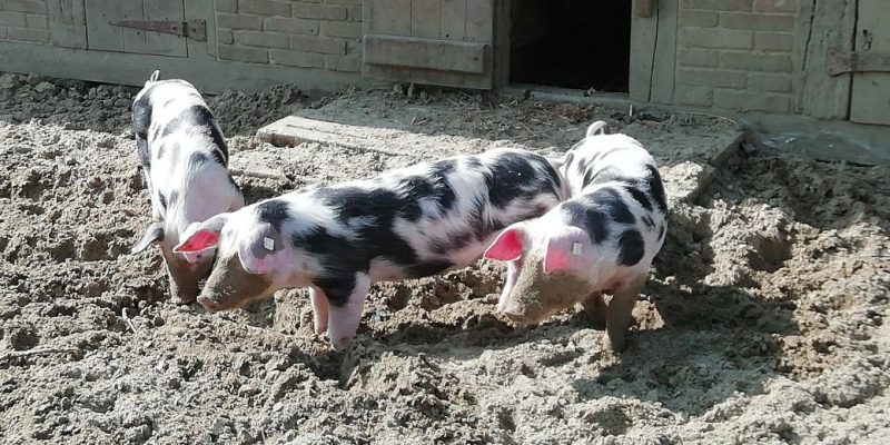 Drei schwarzbunte Bentheimer Ferkel