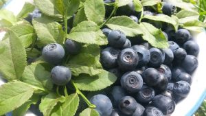 Wildheidelbeeren aus dem Bayerischen Wald