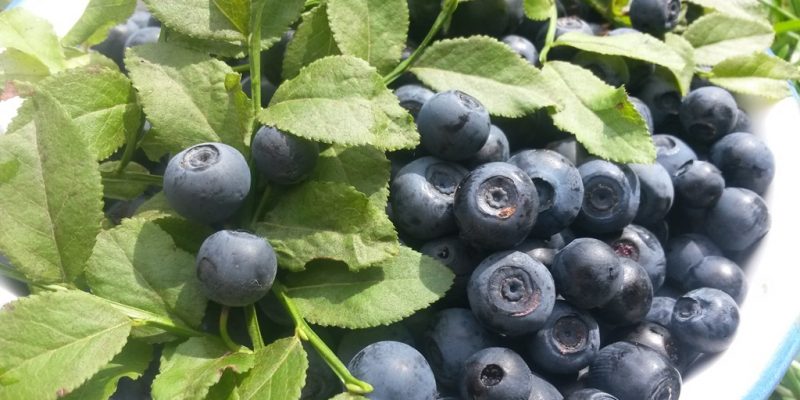 Wildheidelbeeren aus dem Bayerischen Wald