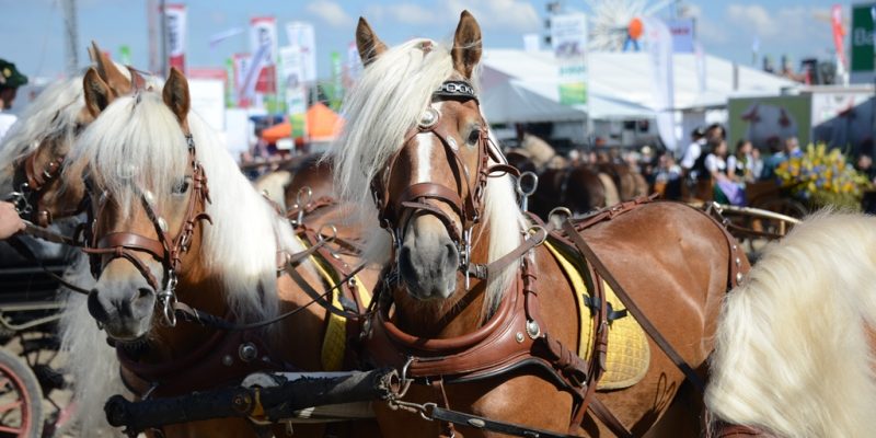 Pferdegespann auf dem Oktoberfest