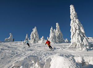 Zwei Skifahrer zwischen den beschneiten Bäumen, den sogenannten Arbermandl