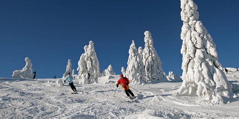 Zwei Skifahrer zwischen den beschneiten Bäumen, den sogenannten Arbermandl