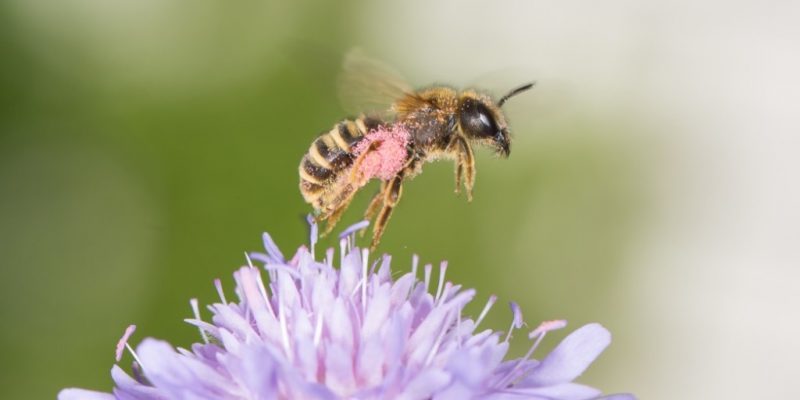 Biene beim Bestäuben einer Blume