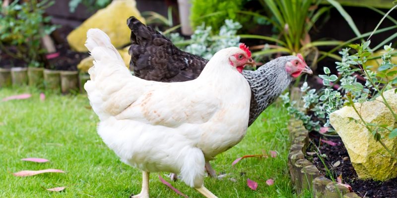 Zwei Hühner im Garten