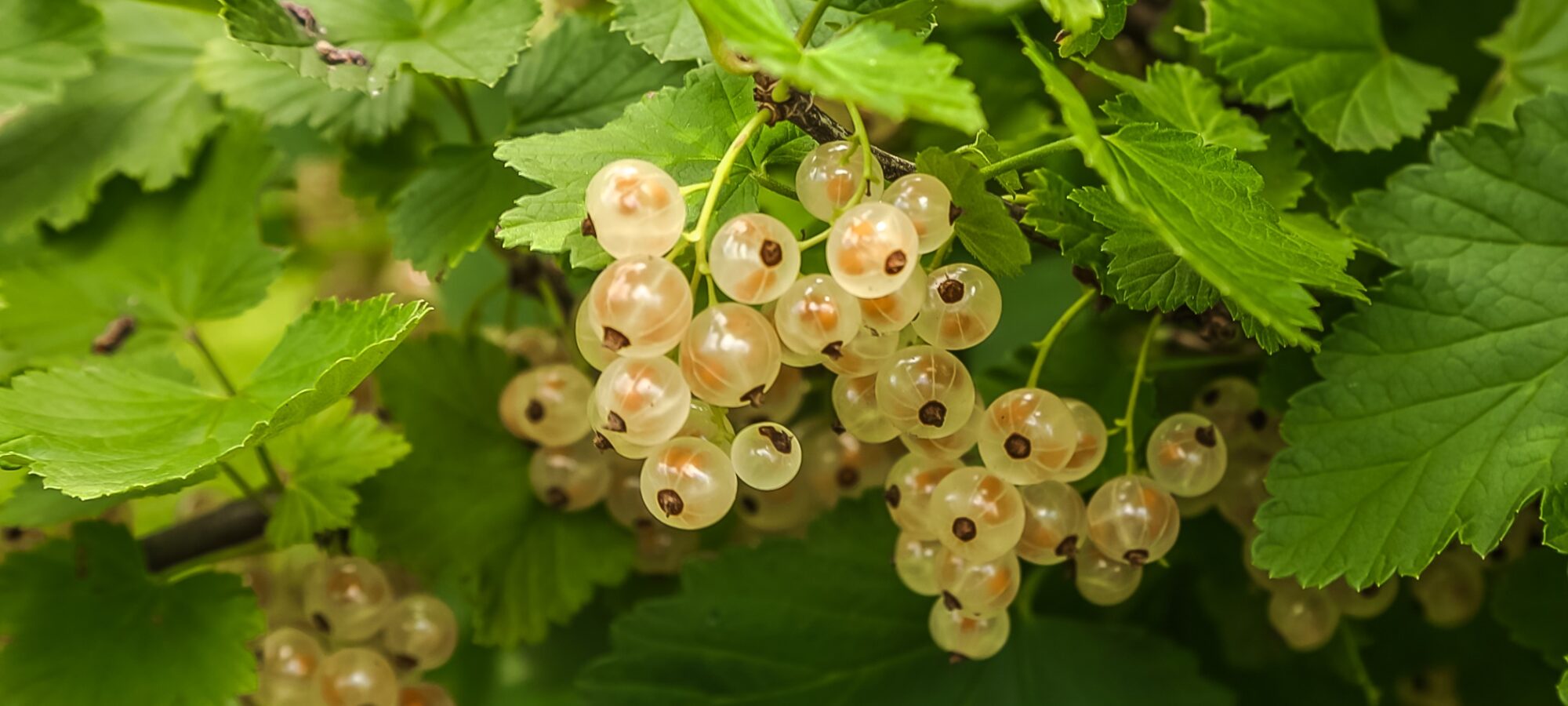 1 Johannisbeeren