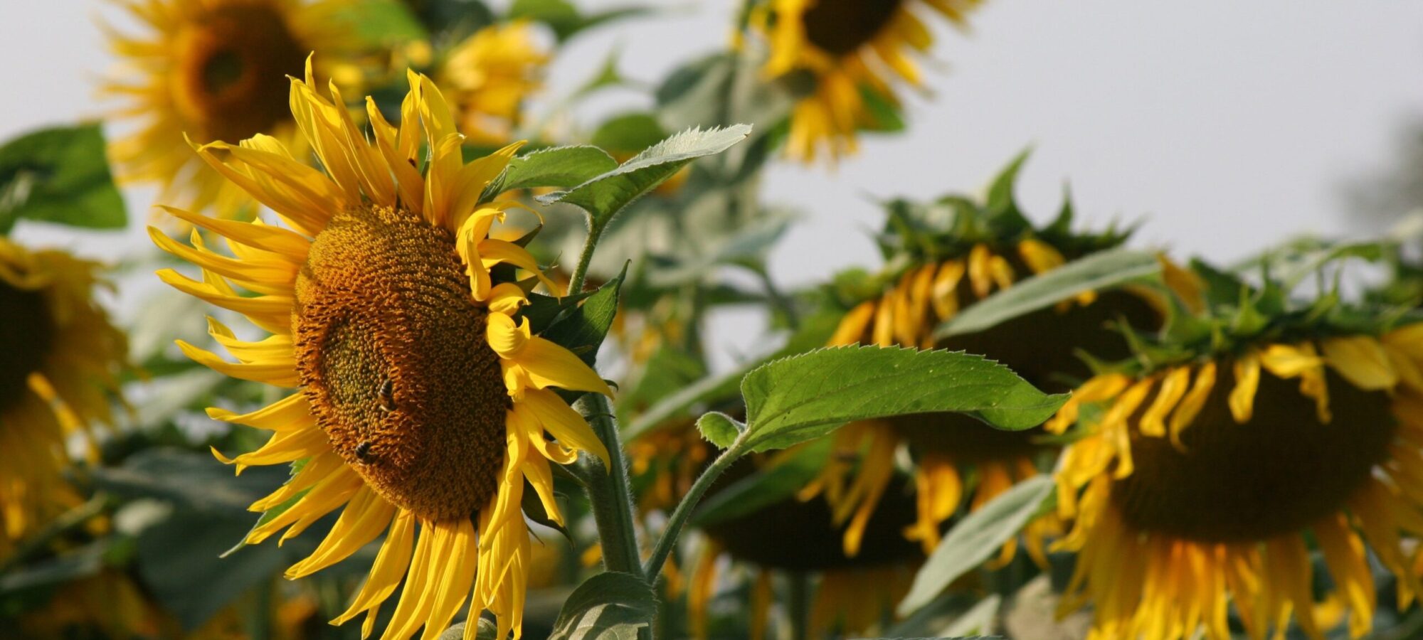 Sonnenblume 10